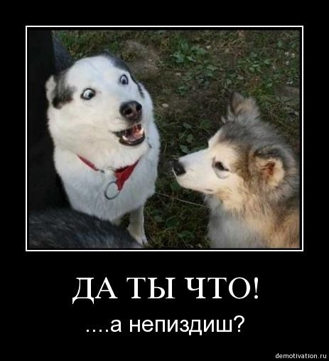 собака