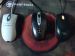 N1kOn: Mouse evolution 