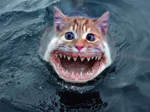[не указано]