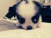 beateR: puppy